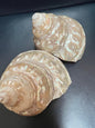 Astraea Undosa Shell with Champagne Under Tones( Grade A)