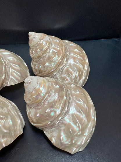 Astraea Undosa Shell with Champagne Under Tones( Grade A)