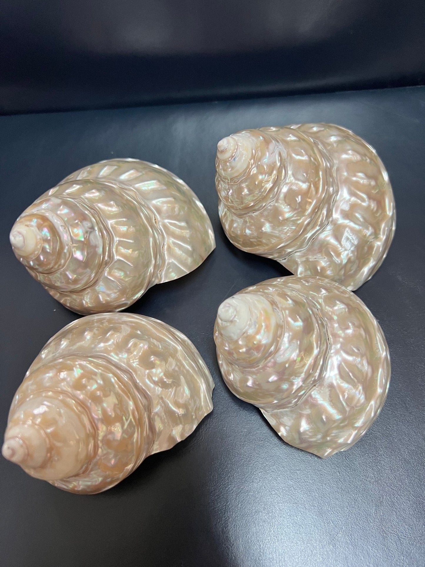 Astraea Undosa Shell with Champagne Under Tones( Grade A)