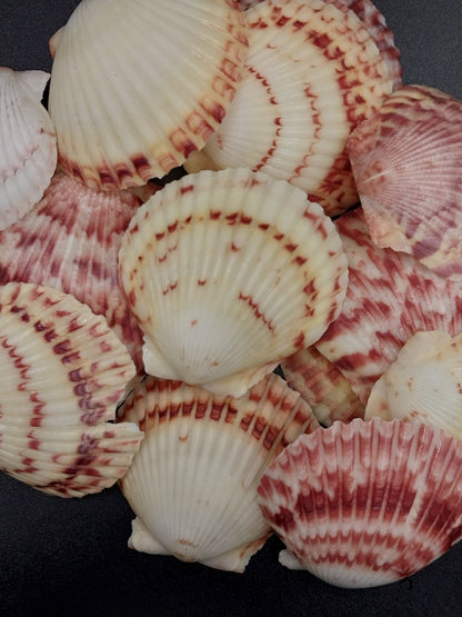 Atlantic Calico Scallop Shells (Argopectin Gibbus)
