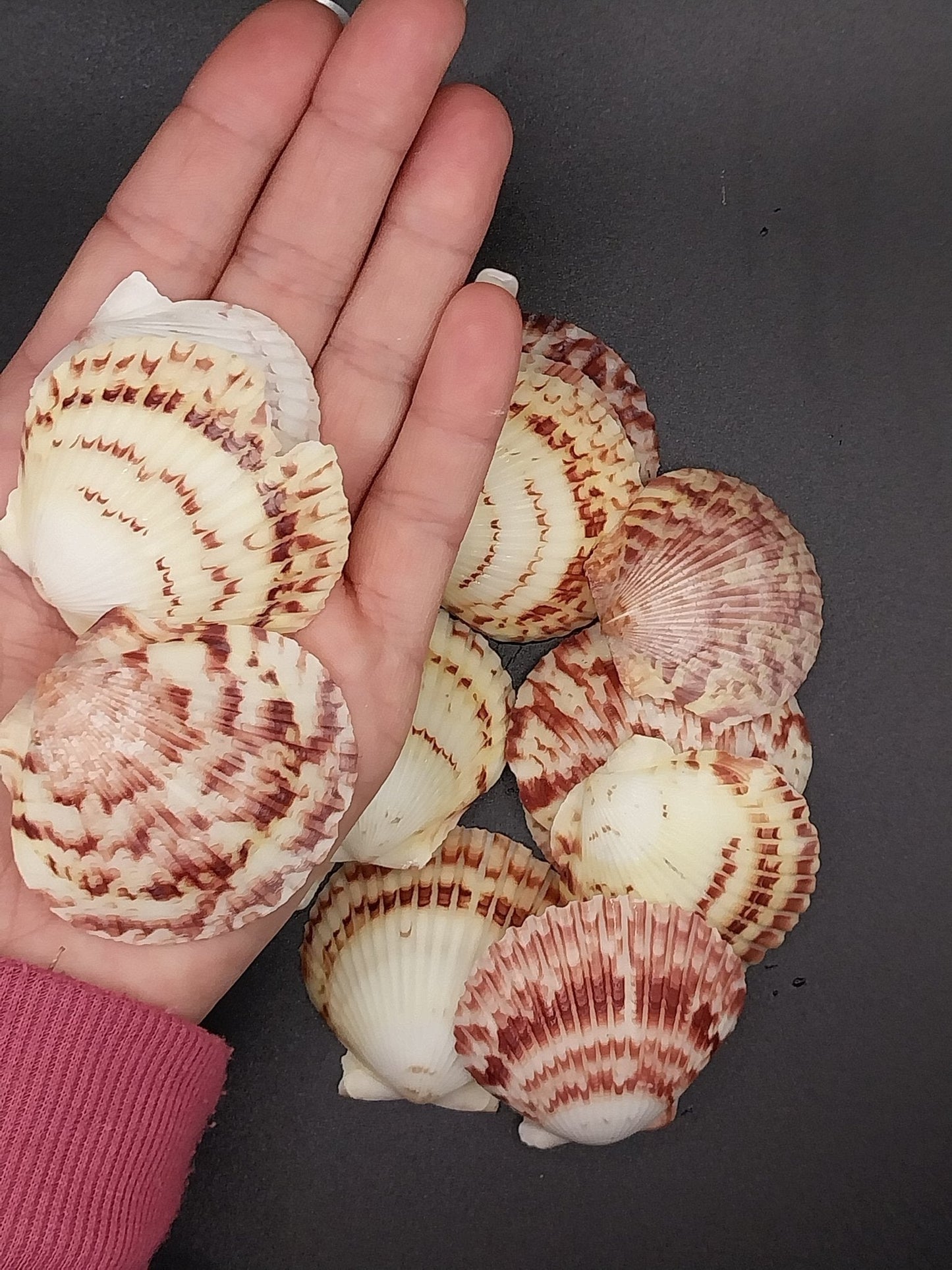 Atlantic Calico Scallop Shells (Argopectin Gibbus)