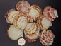 Atlantic Calico Scallop Shells (Argopectin Gibbus)