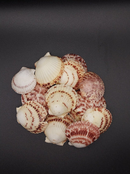 Atlantic Calico Scallop Shells (Argopectin Gibbus)