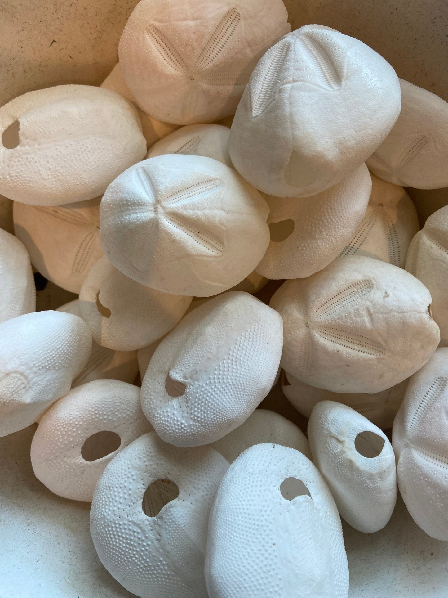 Baby Gopher Sand Dollar