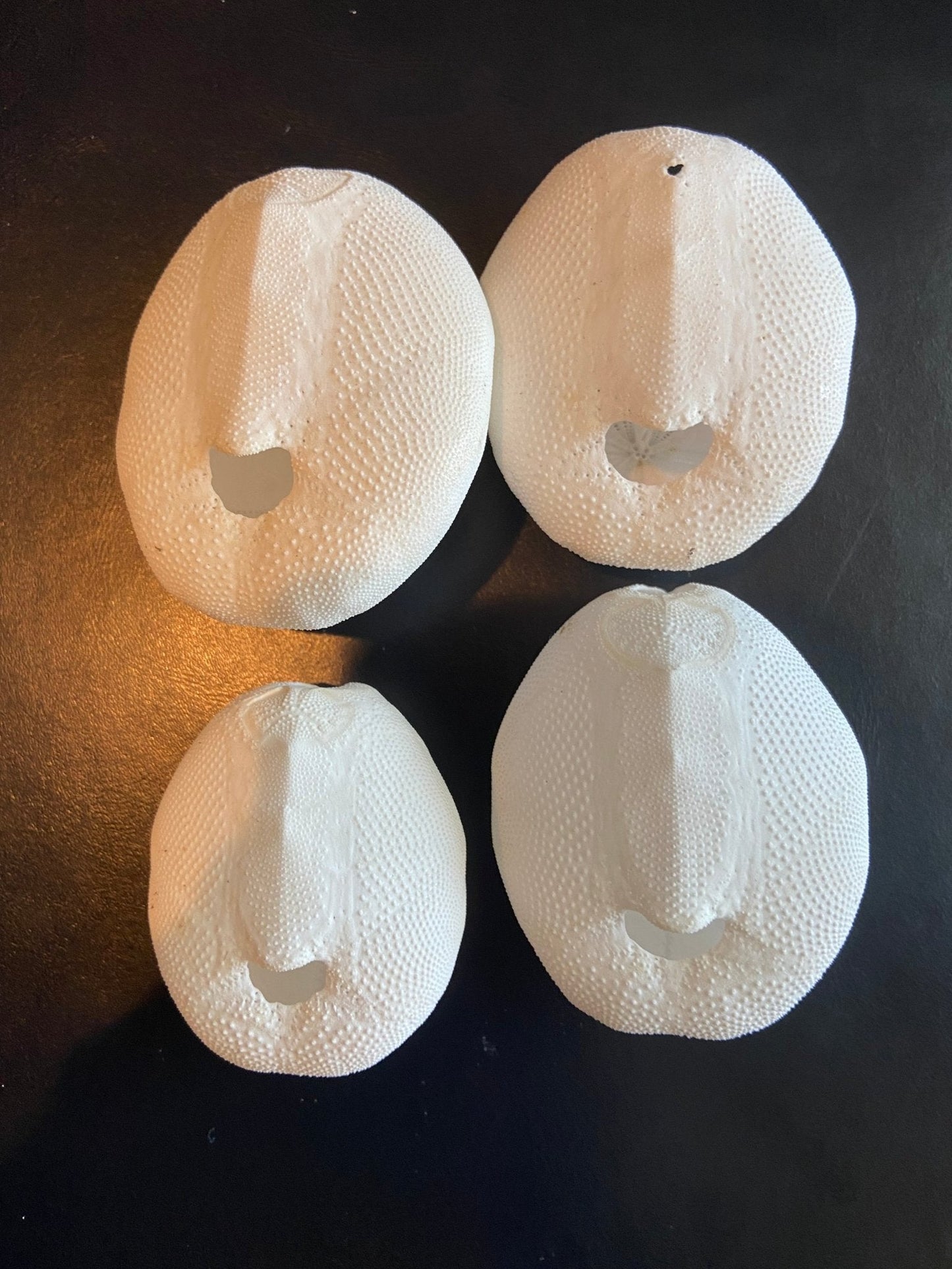 Baby Gopher Sand Dollar