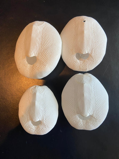 Baby Gopher Sand Dollar