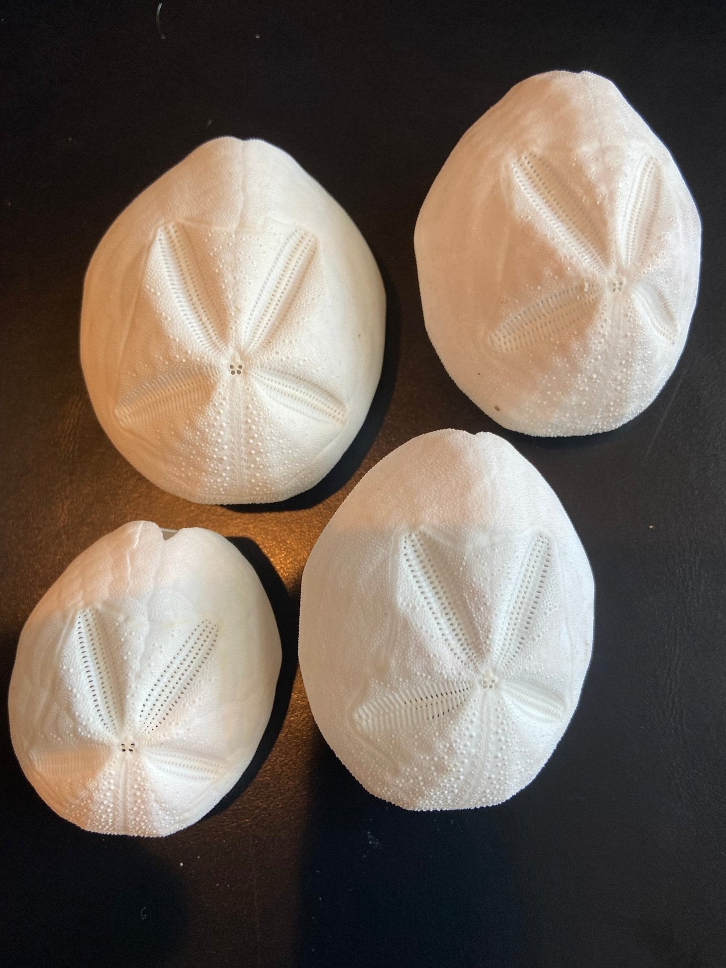 Baby Gopher Sand Dollar