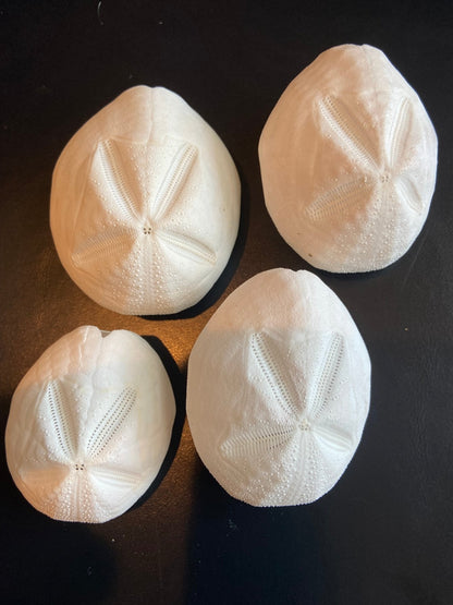 Baby Gopher Sand Dollar