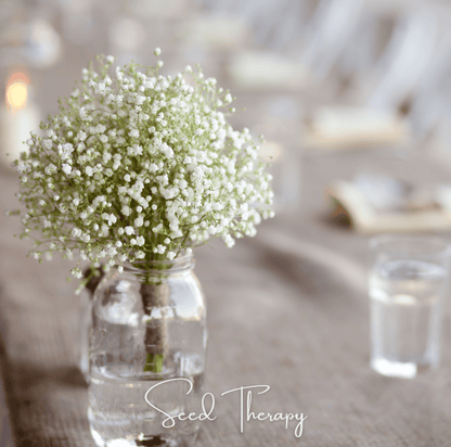 Perennial Baby’s Breath – 100 Seeds
