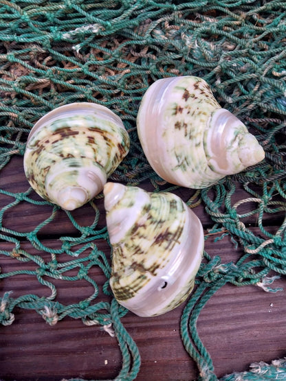 Banded Jade Turbo Shell (Turbo Burgessi)