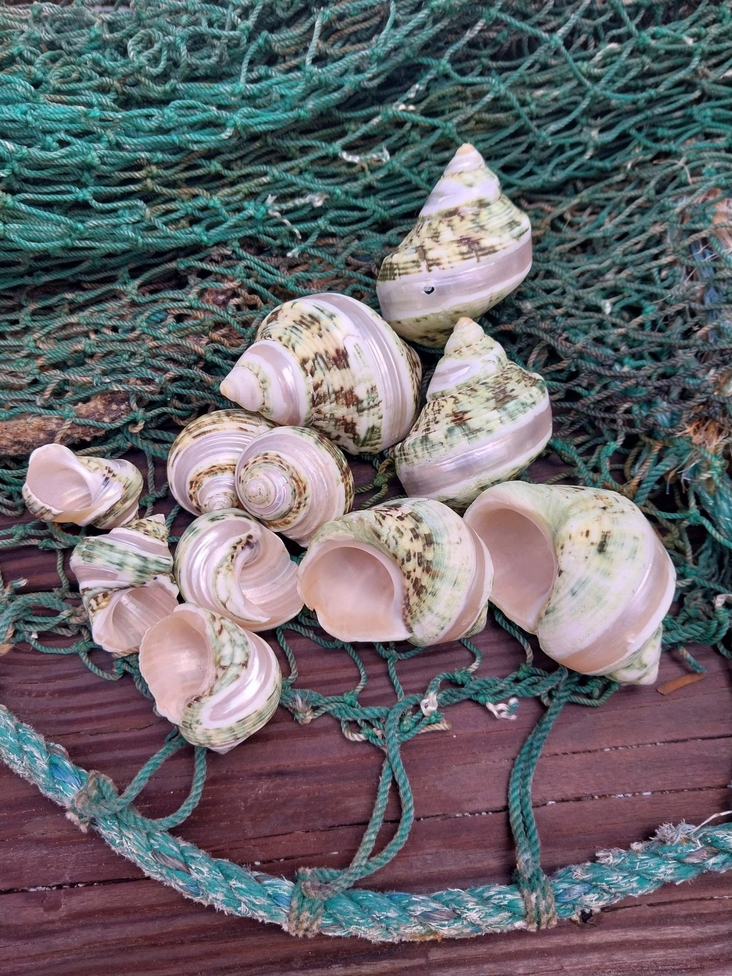 Banded Jade Turbo Shell (Turbo Burgessi)