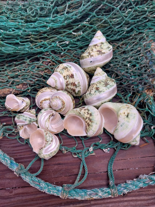 Banded Jade Turbo Shell (Turbo Burgessi)