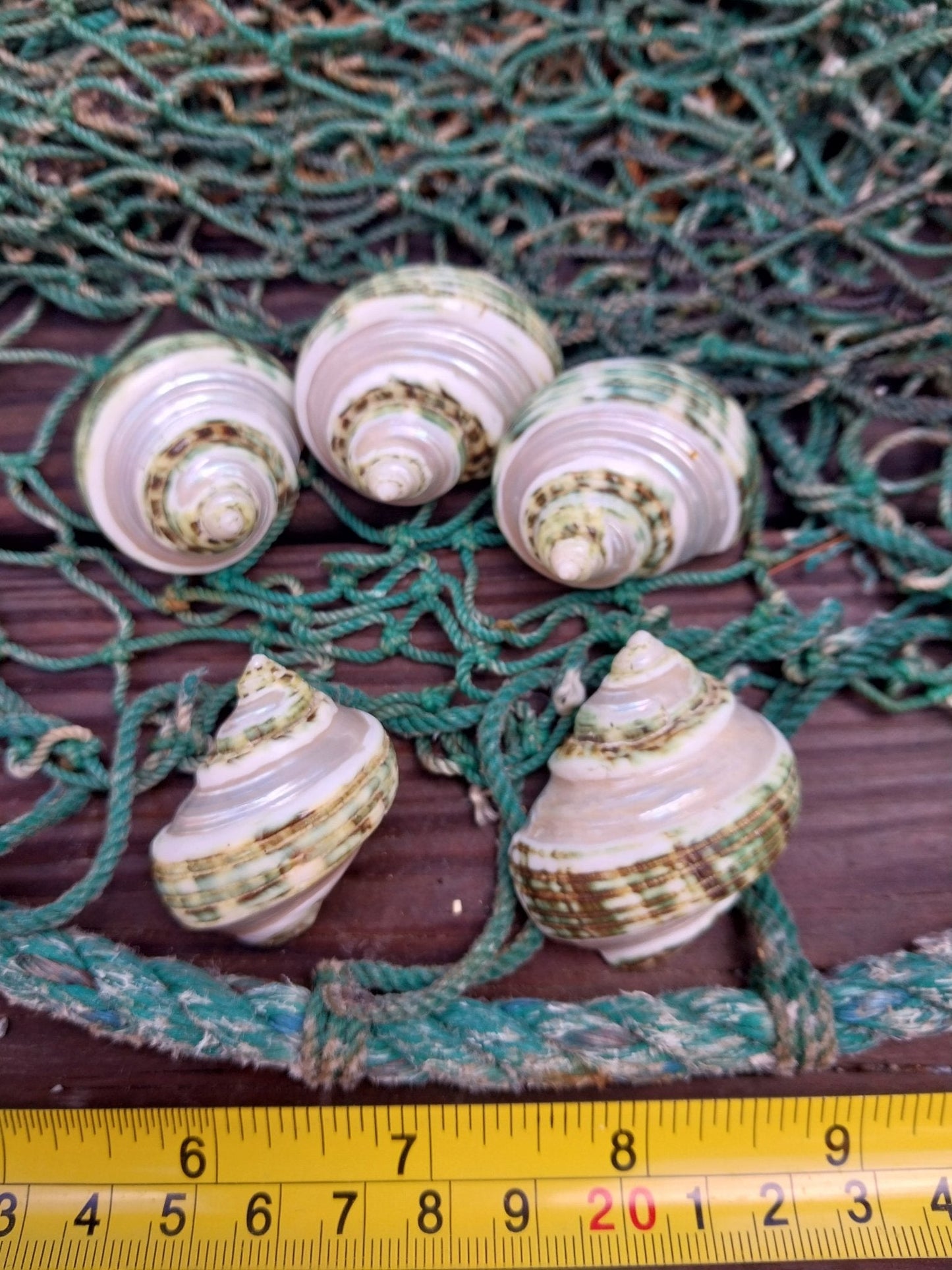 Banded Jade Turbo Shell (Turbo Burgessi)