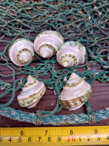 Banded Jade Turbo Shell (Turbo Burgessi)