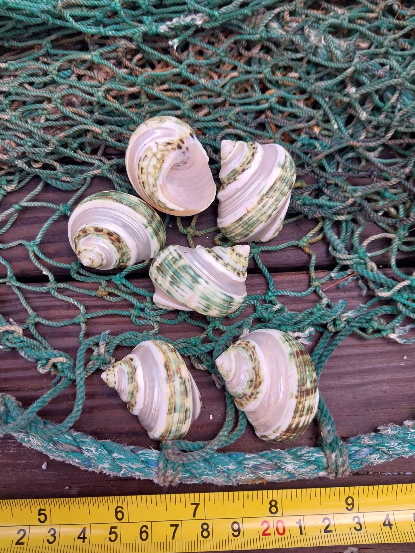 Banded Jade Turbo Shell (Turbo Burgessi)