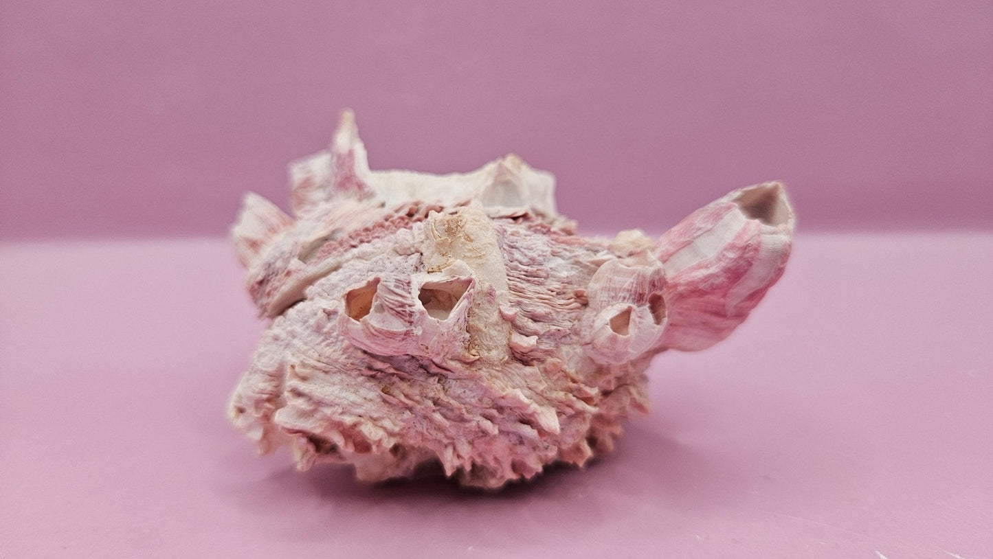 Barnacle with Yellow Jewel Box Shell – Gulf of Mexico (3.5"x3")