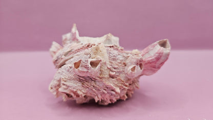 Barnacle with Yellow Jewel Box Shell – Gulf of Mexico (3.5"x3")