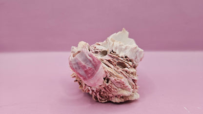 Barnacle with Yellow Jewel Box Shell – Gulf of Mexico (3.5"x3")