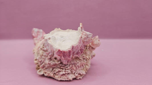 Barnacle with Yellow Jewel Box Shell – Gulf of Mexico (3.5"x3")