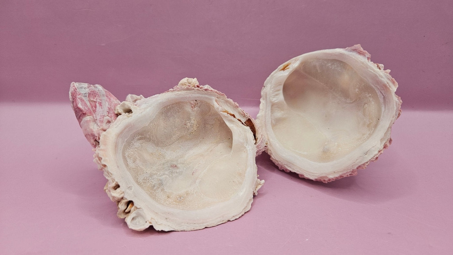 Barnacle with Yellow Jewel Box Shell – Gulf of Mexico (3.5"x3")