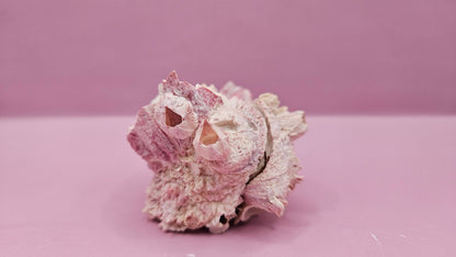 Barnacle with Yellow Jewel Box Shell – Gulf of Mexico (3.5"x3")