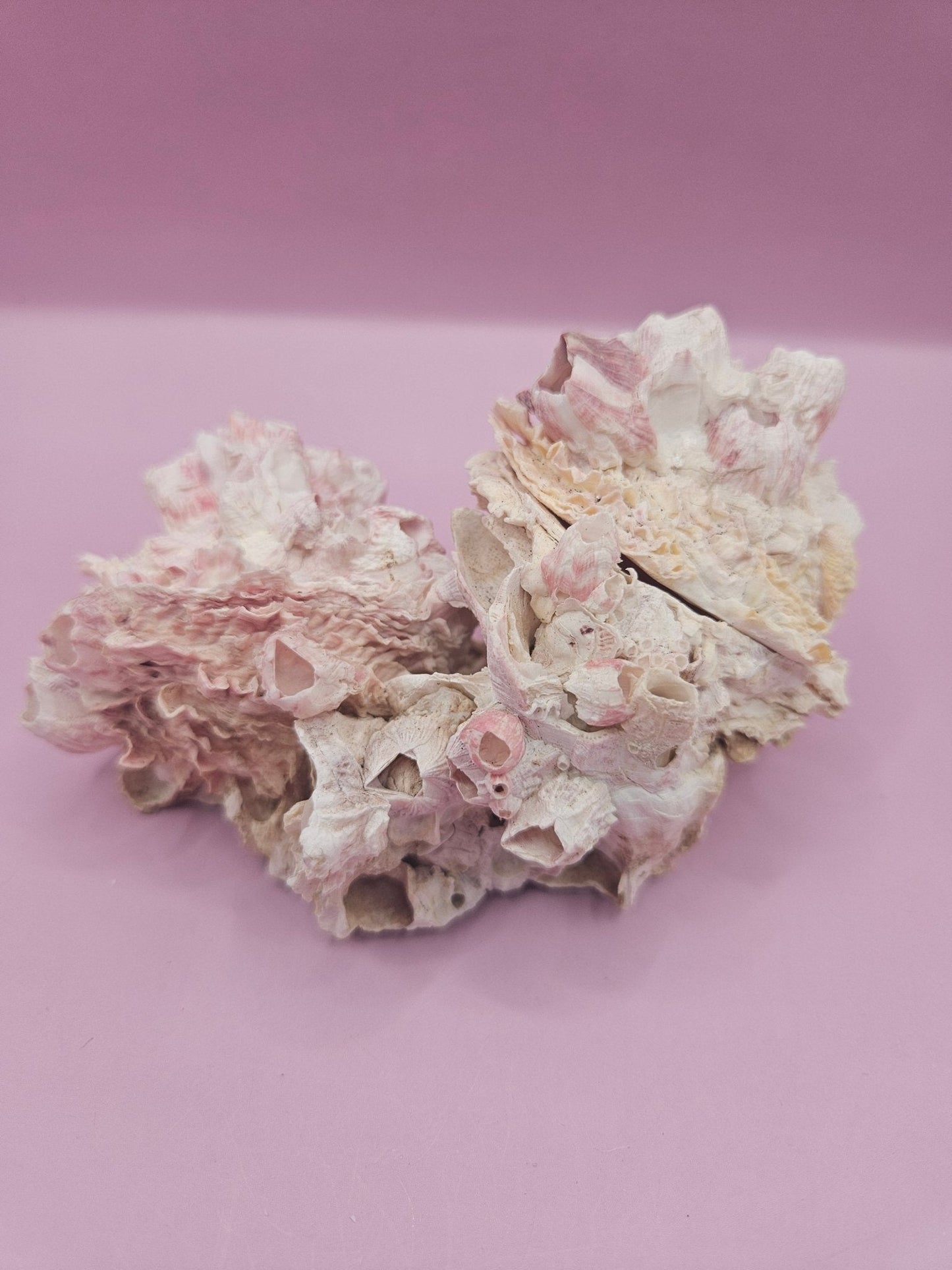 Barnacle with Yellow Jewel Box Shell – Gulf of Mexico (4.6"x3.2")