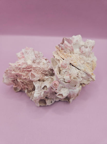 Barnacle with Yellow Jewel Box Shell – Gulf of Mexico (4.6"x3.2")