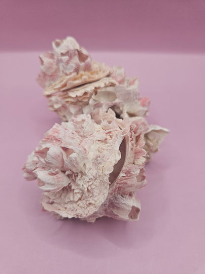 Barnacle with Yellow Jewel Box Shell – Gulf of Mexico (4.6"x3.2")