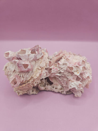 Barnacle with Yellow Jewel Box Shell – Gulf of Mexico (4.6"x3.2")