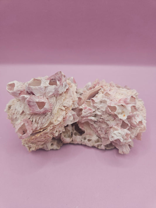 Barnacle with Yellow Jewel Box Shell – Gulf of Mexico (4.6"x3.2")