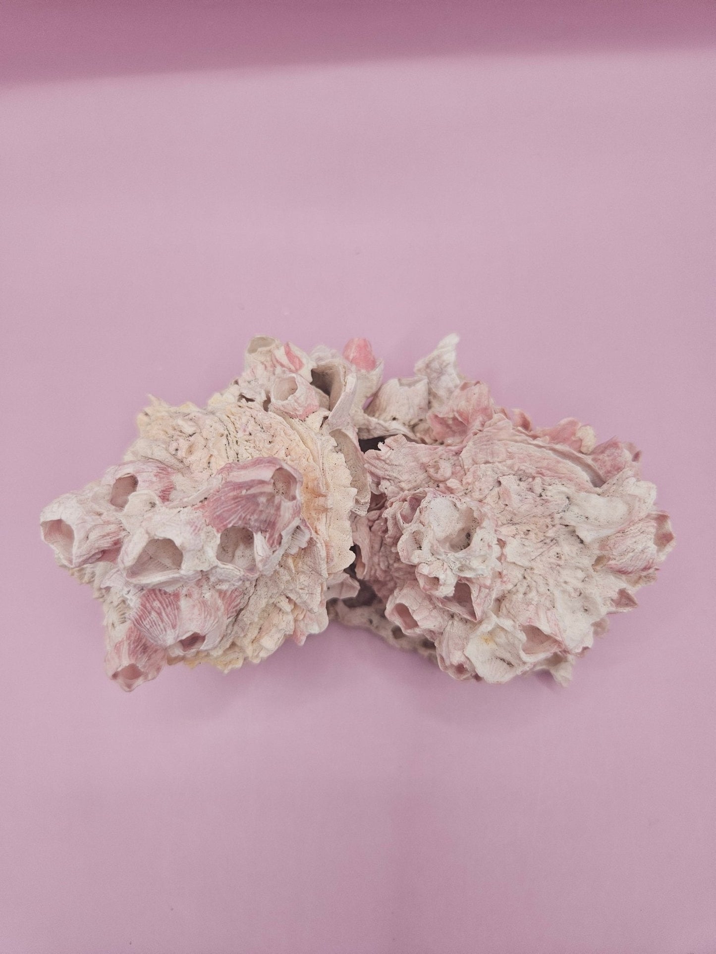 Barnacle with Yellow Jewel Box Shell – Gulf of Mexico (4.6"x3.2")