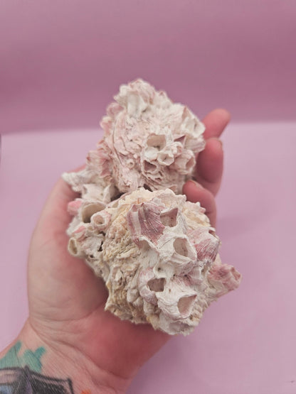 Barnacle with Yellow Jewel Box Shell – Gulf of Mexico (4.6"x3.2")