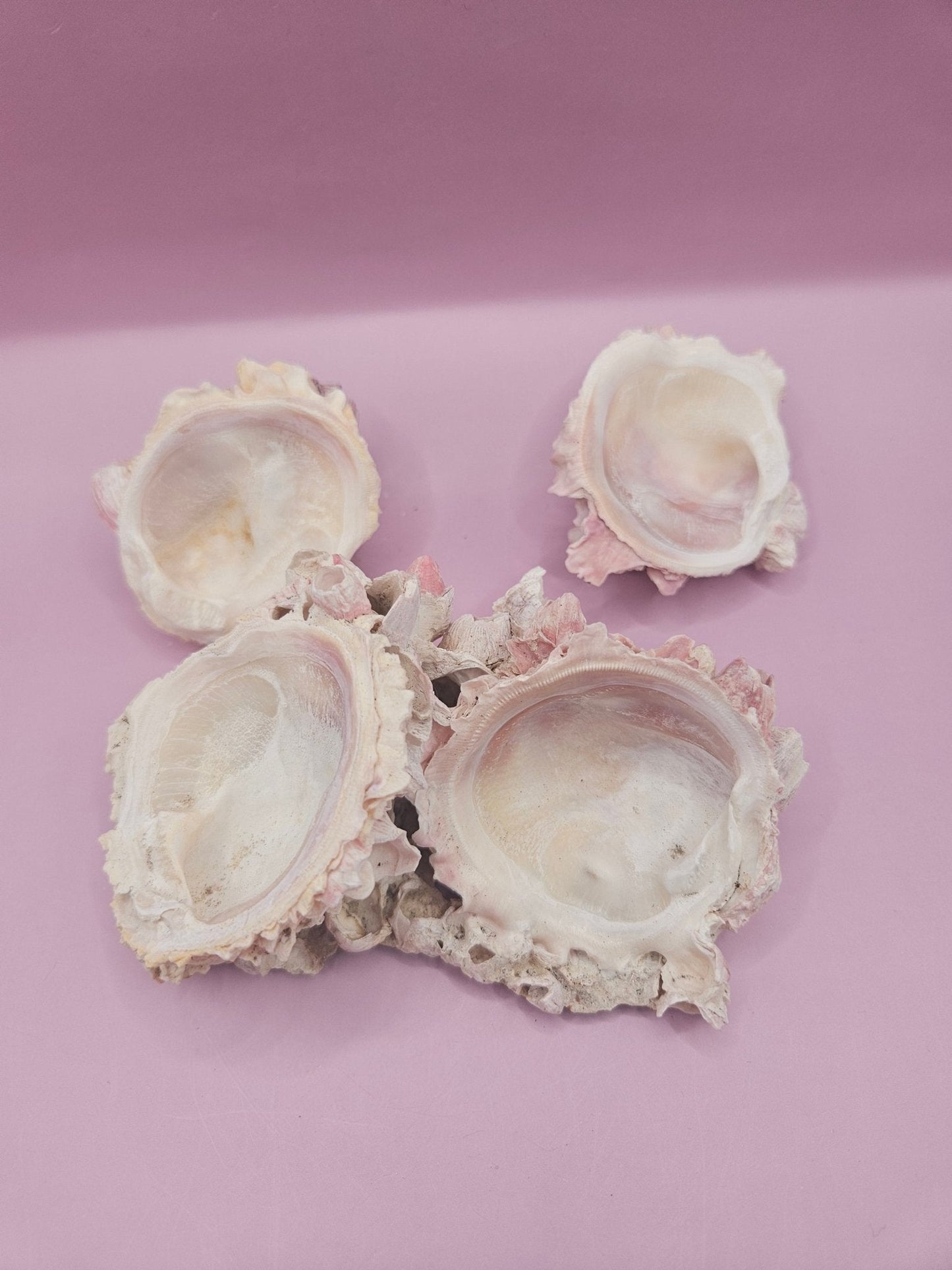 Barnacle with Yellow Jewel Box Shell – Gulf of Mexico (4.6"x3.2")