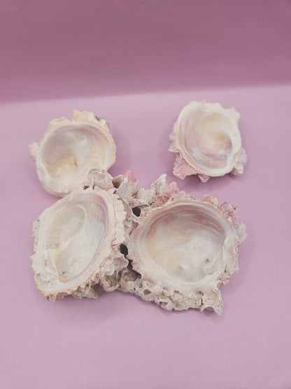 Barnacle with Yellow Jewel Box Shell – Gulf of Mexico (4.6"x3.2")