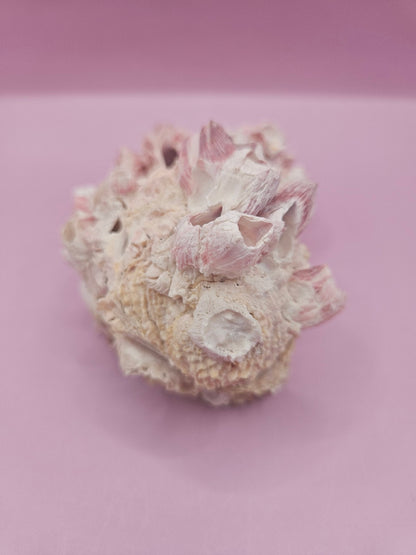 Barnacle with Yellow Jewel Box Shell – Gulf of Mexico (4.6"x3.2")