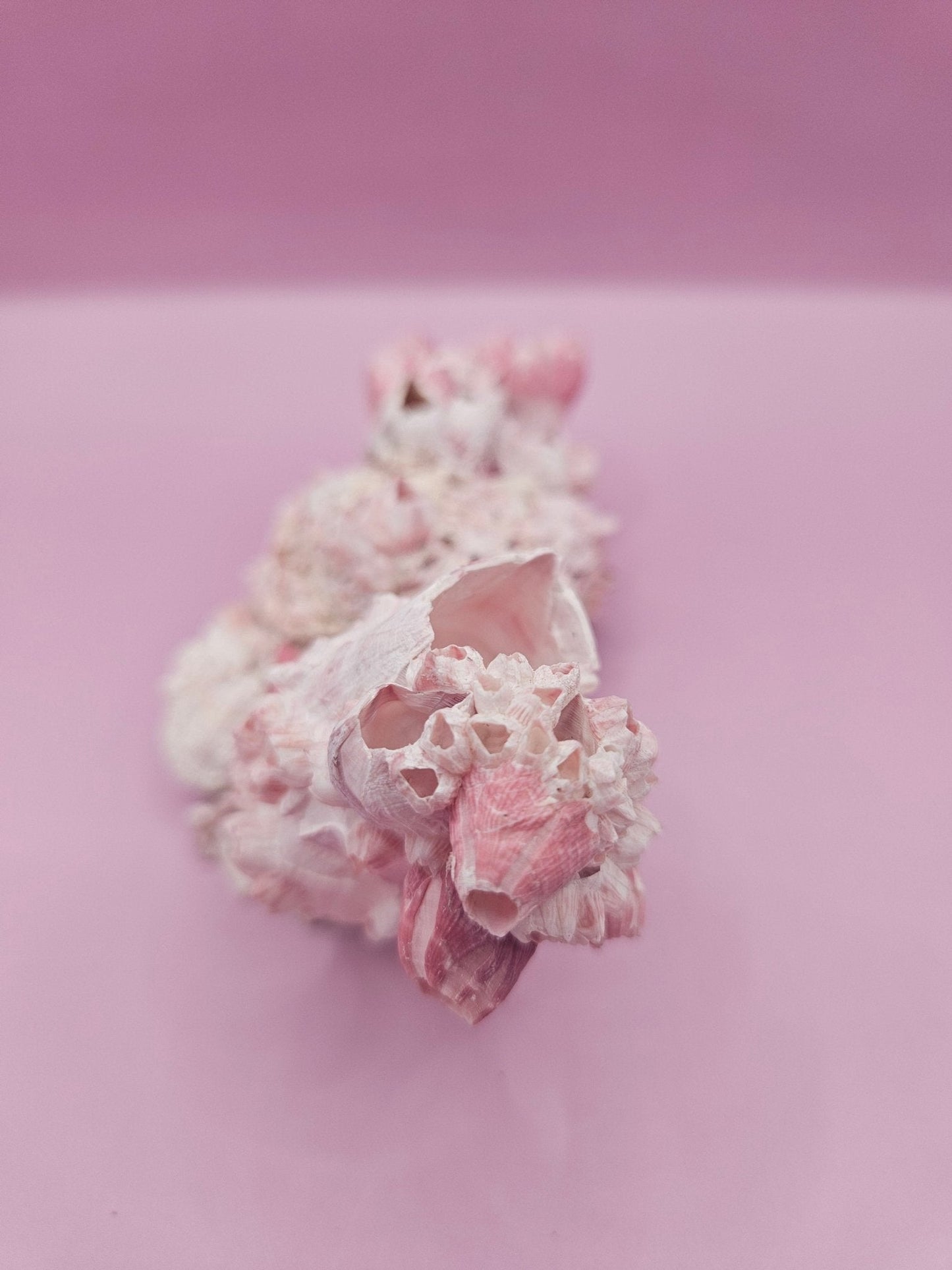 Barnacle with Yellow Jewel Box Shell – Gulf of Mexico (5.5"x2.4")