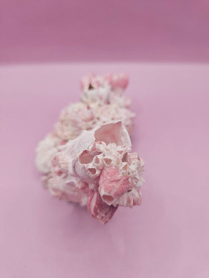 Barnacle with Yellow Jewel Box Shell – Gulf of Mexico (5.5"x2.4")