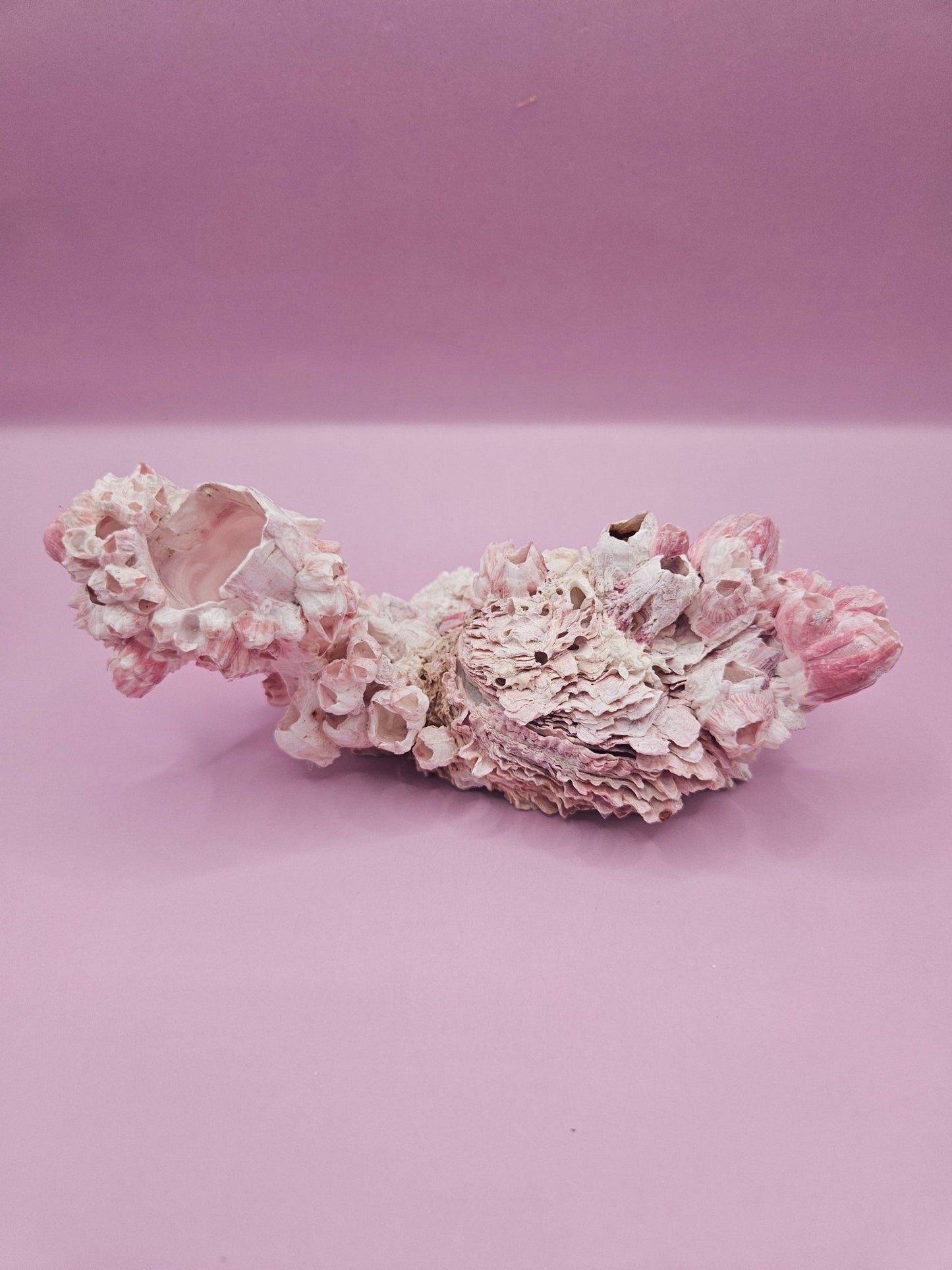 Barnacle with Yellow Jewel Box Shell – Gulf of Mexico (5.5"x2.4")