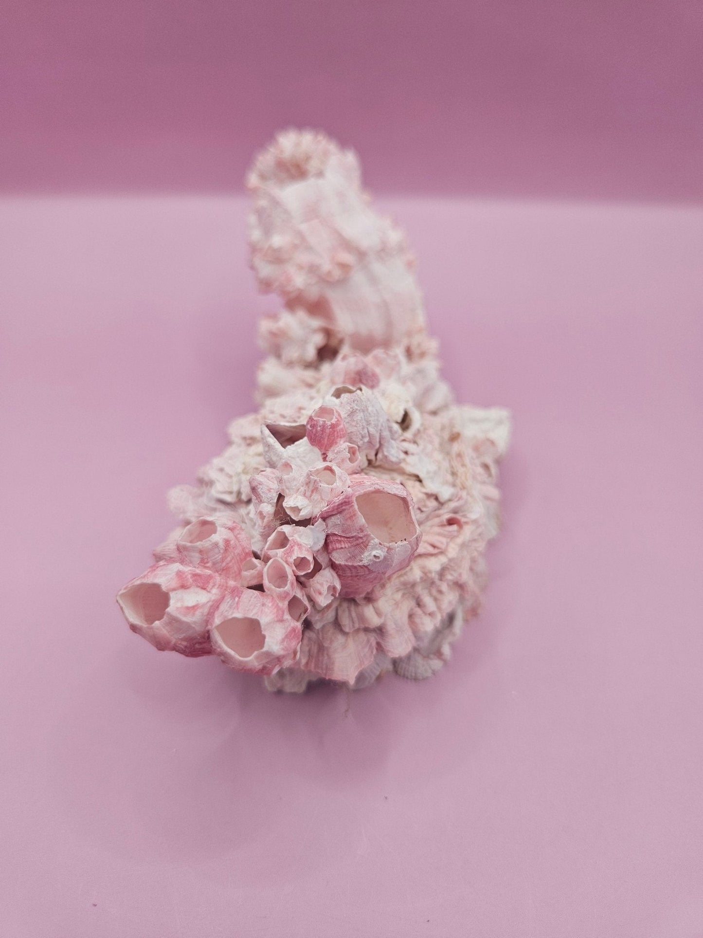 Barnacle with Yellow Jewel Box Shell – Gulf of Mexico (5.5"x2.4")