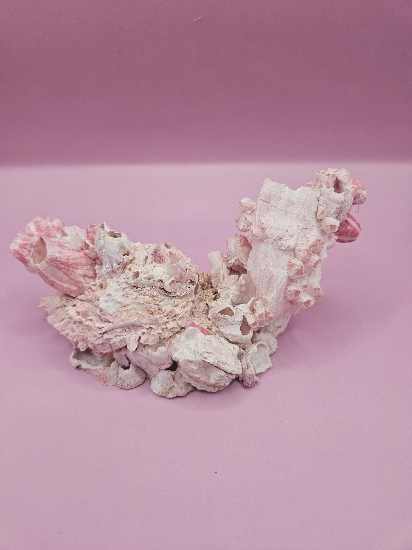 Barnacle with Yellow Jewel Box Shell – Gulf of Mexico (5.5"x2.4")