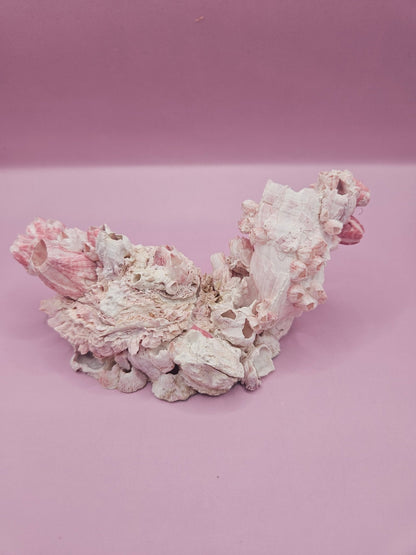 Barnacle with Yellow Jewel Box Shell – Gulf of Mexico (5.5"x2.4")