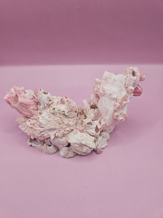 Barnacle with Yellow Jewel Box Shell – Gulf of Mexico (5.5"x2.4")