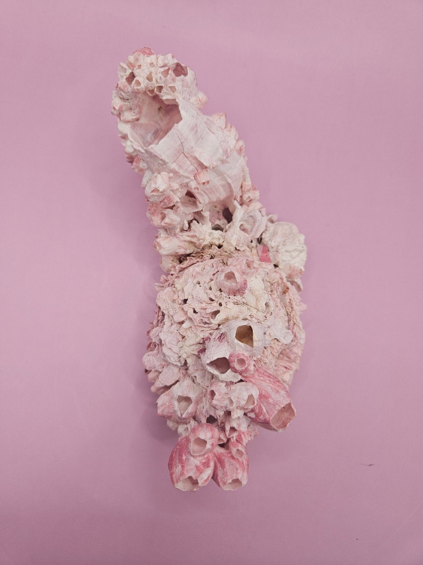 Barnacle with Yellow Jewel Box Shell – Gulf of Mexico (5.5"x2.4")