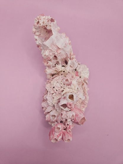 Barnacle with Yellow Jewel Box Shell – Gulf of Mexico (5.5"x2.4")