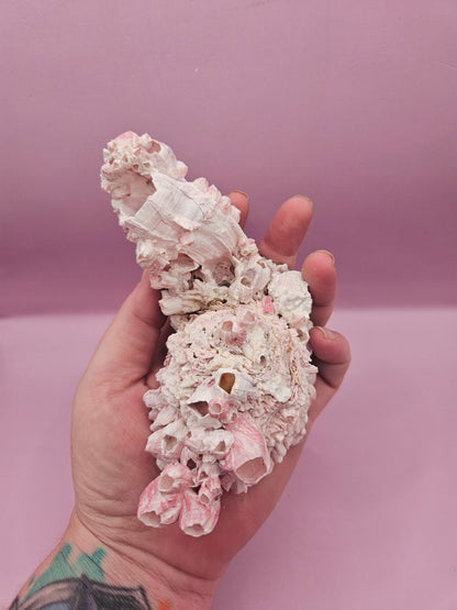 Barnacle with Yellow Jewel Box Shell – Gulf of Mexico (5.5"x2.4")