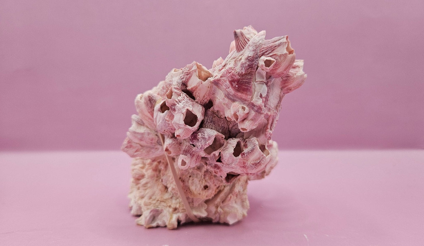 Barnacle with Yellow Jewel Box Shell – Gulf of Mexico (5"x3.5")