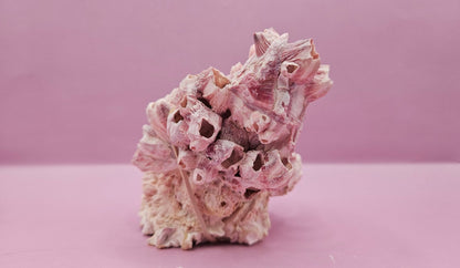 Barnacle with Yellow Jewel Box Shell – Gulf of Mexico (5"x3.5")