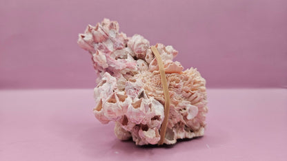 Barnacle with Yellow Jewel Box Shell – Gulf of Mexico (5"x3.5")