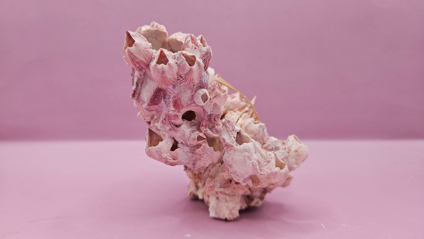 Barnacle with Yellow Jewel Box Shell – Gulf of Mexico (5"x3.5")