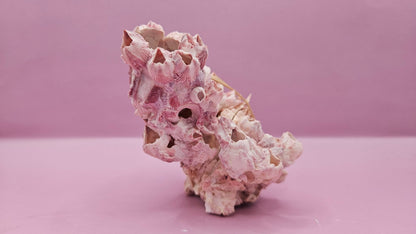 Barnacle with Yellow Jewel Box Shell – Gulf of Mexico (5"x3.5")